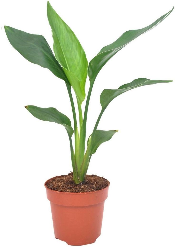 Starliçe Mini (Strelitzia Nicolai) 40-60 cm Üretim Saksılı
