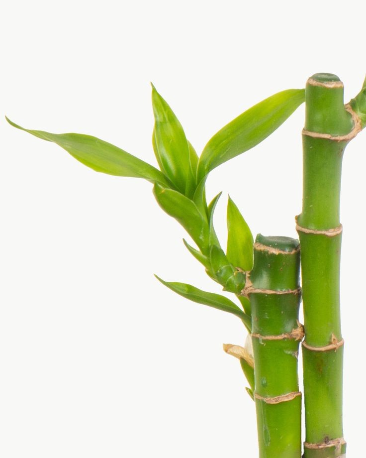 Şans Bambusu (Dracaena Lucky Bamboo) 3'lü 90 cm