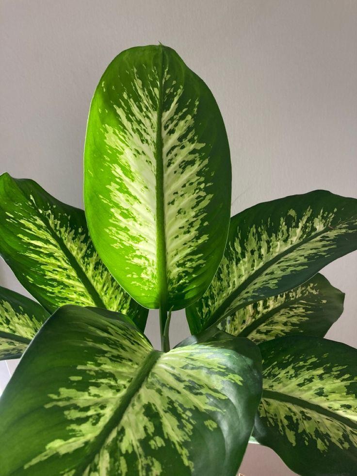 Difenbahya (Dieffenbachia Tropic Snow) 40-70 cm Üretim Saksılı