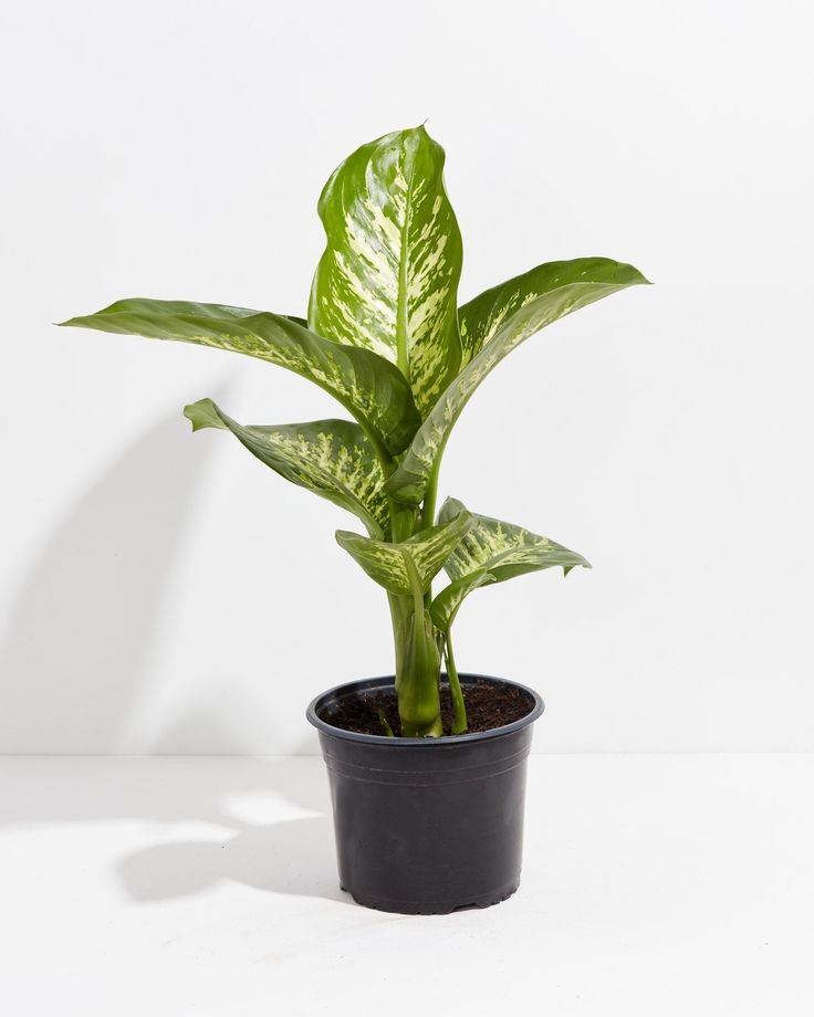 Difenbahya (Dieffenbachia Tropic Snow) 40-70 cm Üretim Saksılı