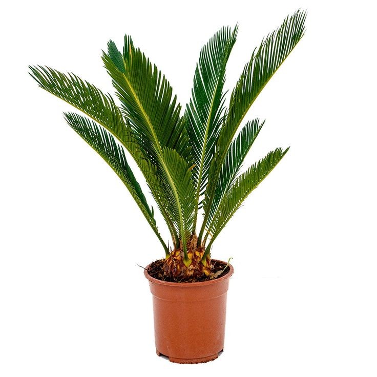 Sikas Bitkisi (Japon Sago Palmiyesi - Cycas Revoluta) 80-90 cm Üretim Saksılı
