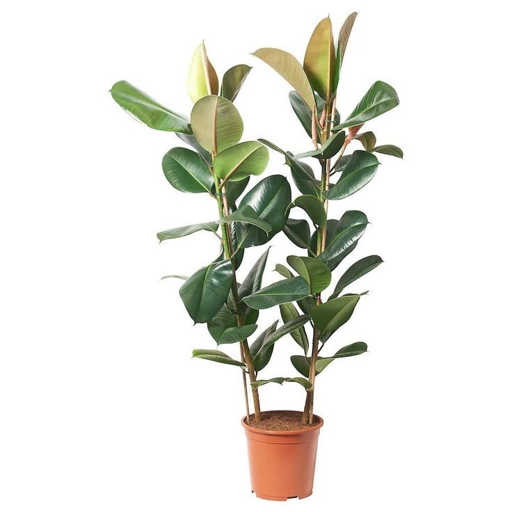 Kauçuk - 2 Gövdeli (Ficus Elastica) 80-100 cm Üretim Saksılı