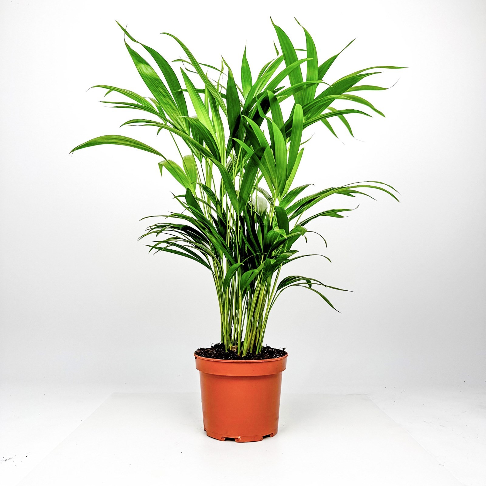Areka Palmiyesi (Dypsis Lutescens) 60-80 cm Üretim Saksılı