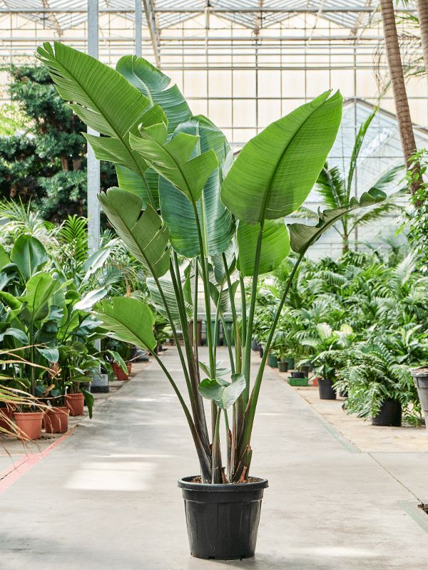 Starliçe (Strelitzia Nicolai) 3 Gövdeli 150-170 cm — Üretim Saksılı