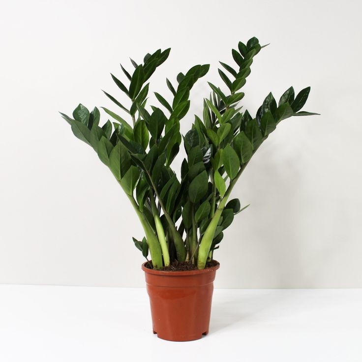 Zamia (Zamioculcas Zamiifolia) 30-40 cm Üretim Saksılı
