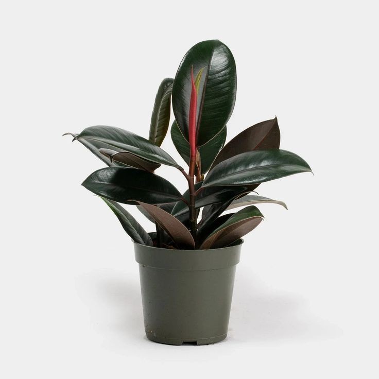 Siyah Kauçuk ( Ficus elastica Black') Tek Gövdeli 40-60 cm Üretim Saksılı