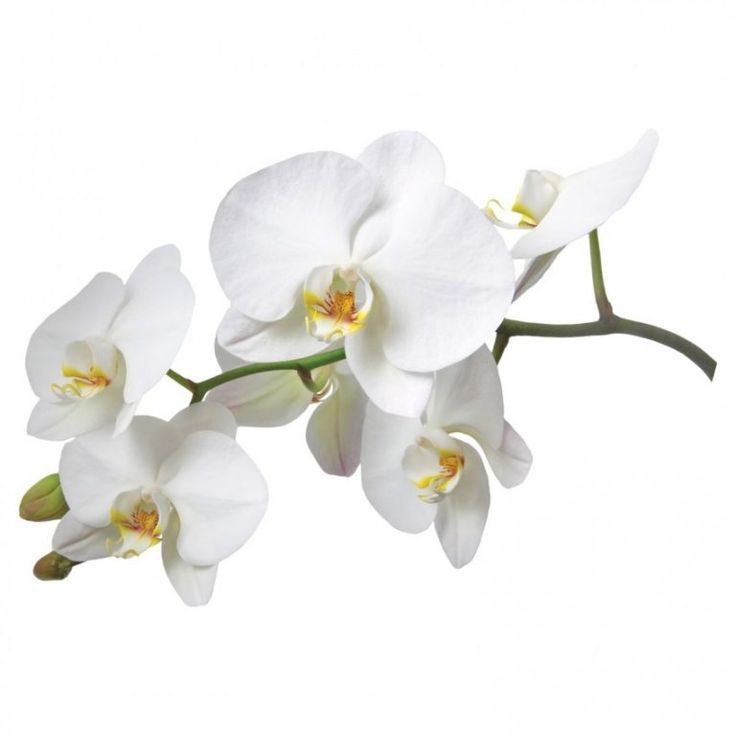 Beyaz Orkide (Phalaonepsis) Çift Dallı İthal Üretim