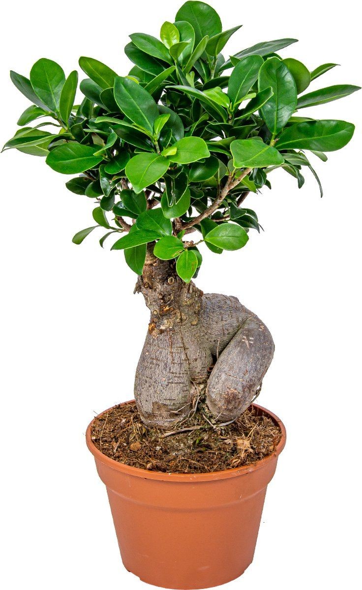 Bonsai Büyük (Ficus ginseng) Üretim Saksılı