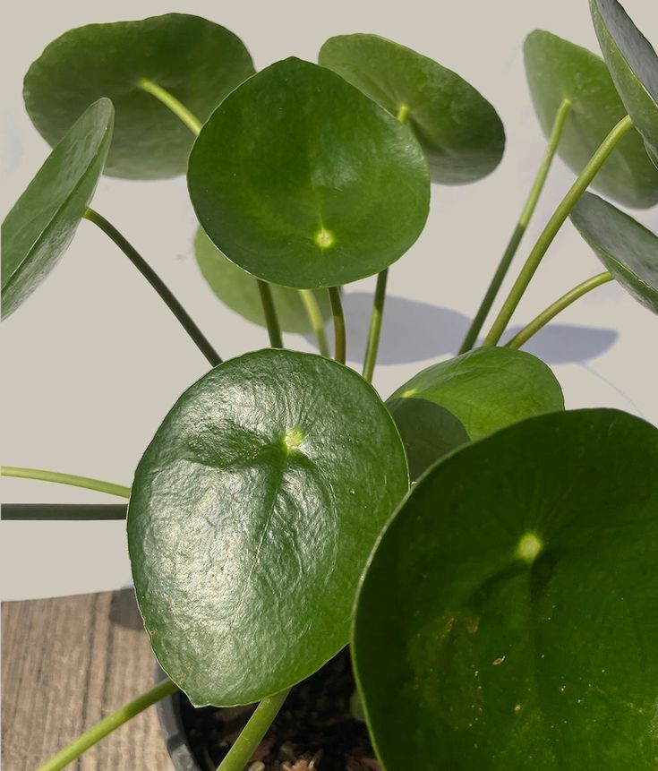 Çin Para Çiçeği (Pilea peperomides ) 