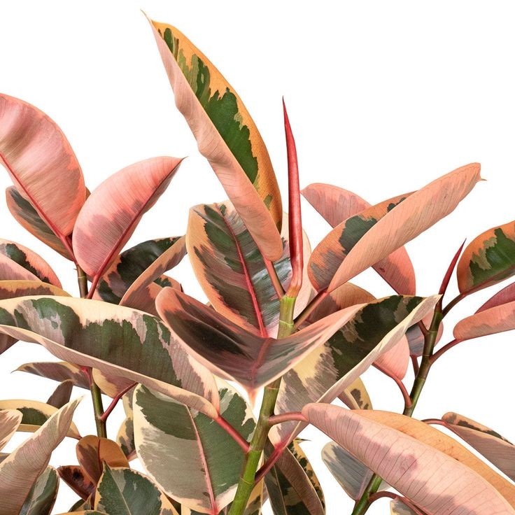 Pembe Kauçuk (Ficus elastica 'Belize') 2 Gövdeli 70-100 cm 