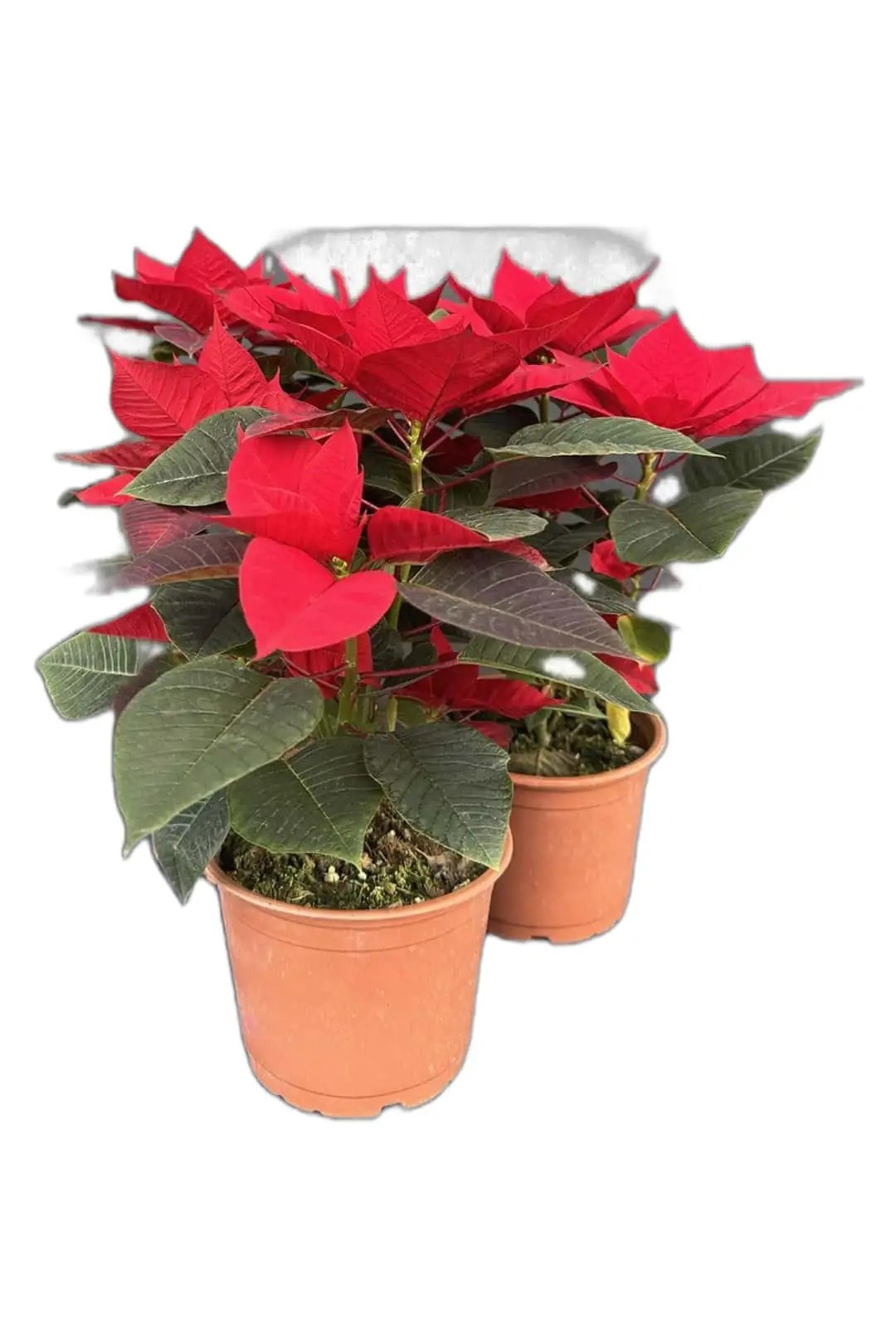 Atatürk Çiçeği-Poinsettia-30-40 cm Ev Bitkisi Ofis Bitkisi Salon Bitkisi Hediye Bİtki