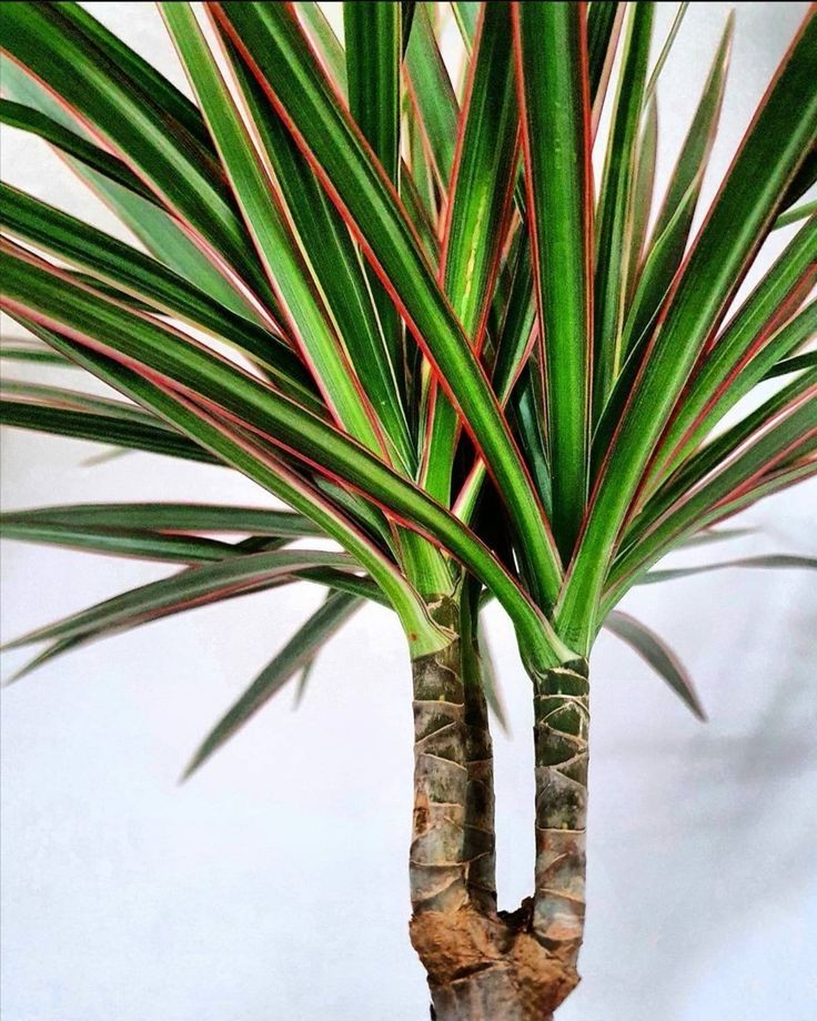 Dracaena Marginata - Tek Gövdeli 40 60 cm Üretim Saksılı