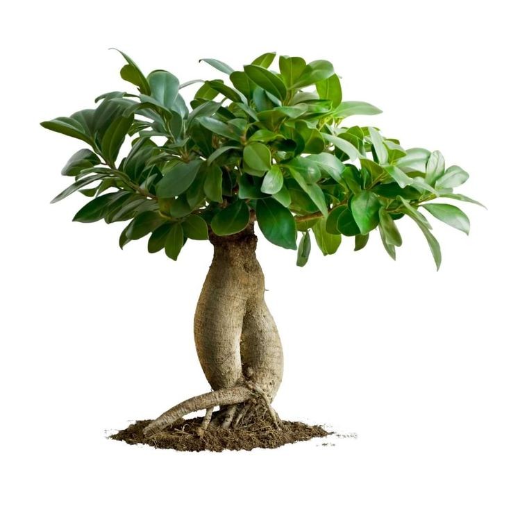 Bonsai Büyük (Ficus ginseng) Üretim Saksılı