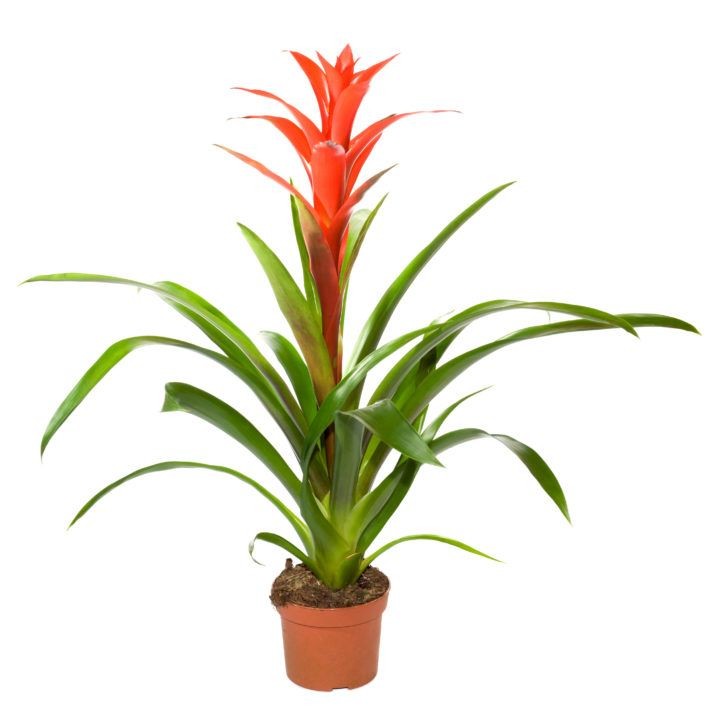 Guzmanya (Guzmania) 40-60 cm Üretim Saksılı