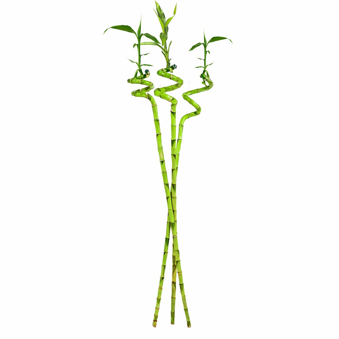 Şans Bambusu (Dracaena Lucky Bamboo) 3'lü 90 cm