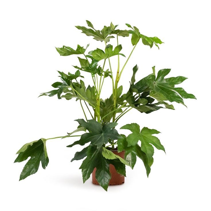 Japon Çınarı Aralya (Aralia Japonica Fatsia) 60-90 cm Üretim Saksılı