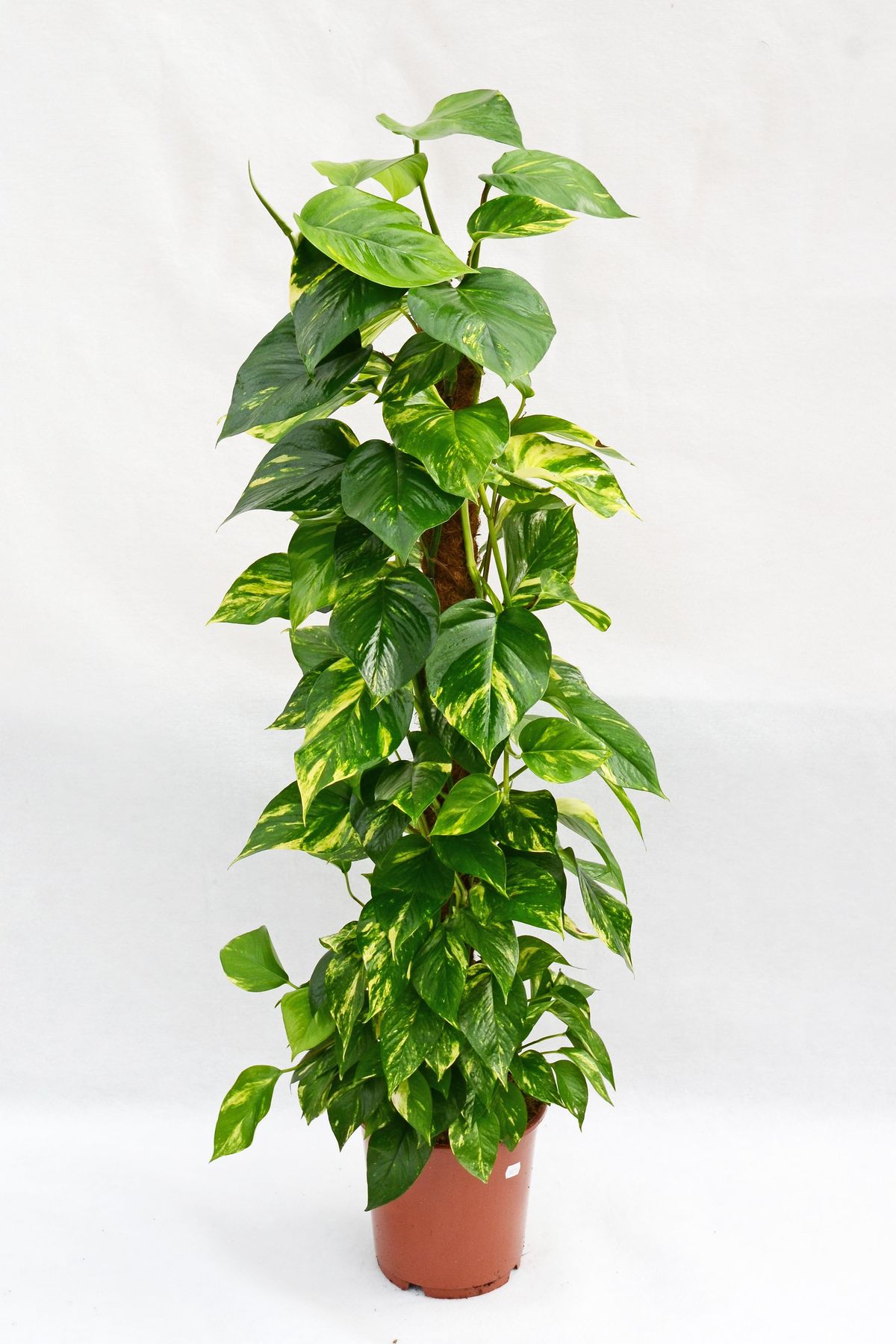 Yosun Çubuklu Patos- Epipremnum aureum 80-110 cm Üretim Saksılı