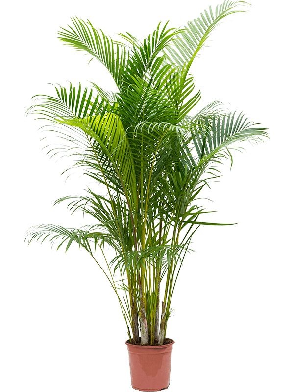 Çok Sık Köklü Areka Salon Palmiyesi  (Dypsis Lutescens) 170-180 cm - XXL Üretim Saksılı