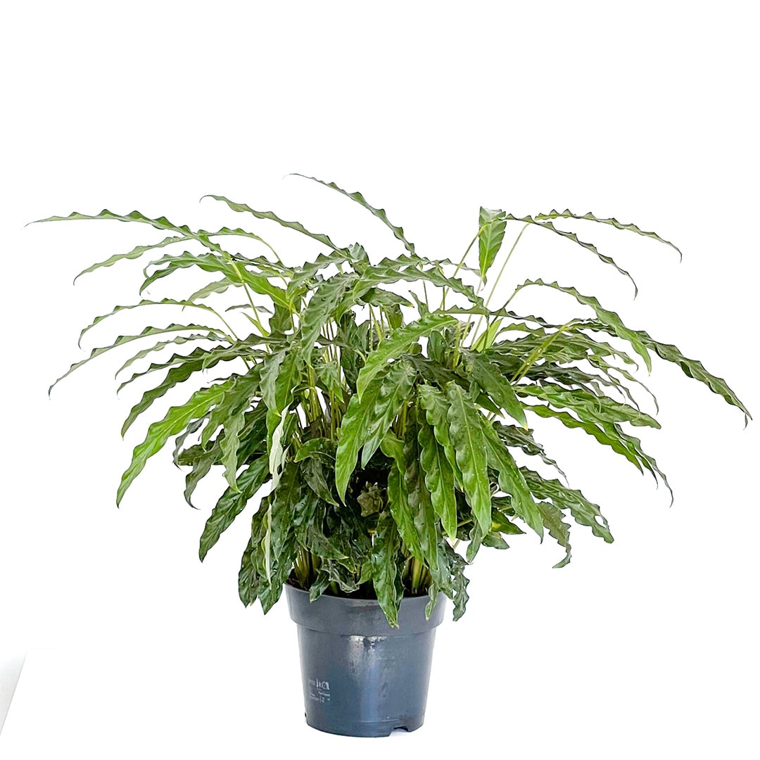 Kalatya (Calathea Rufibarba Green) 60-80 cm Üretim Saksılı