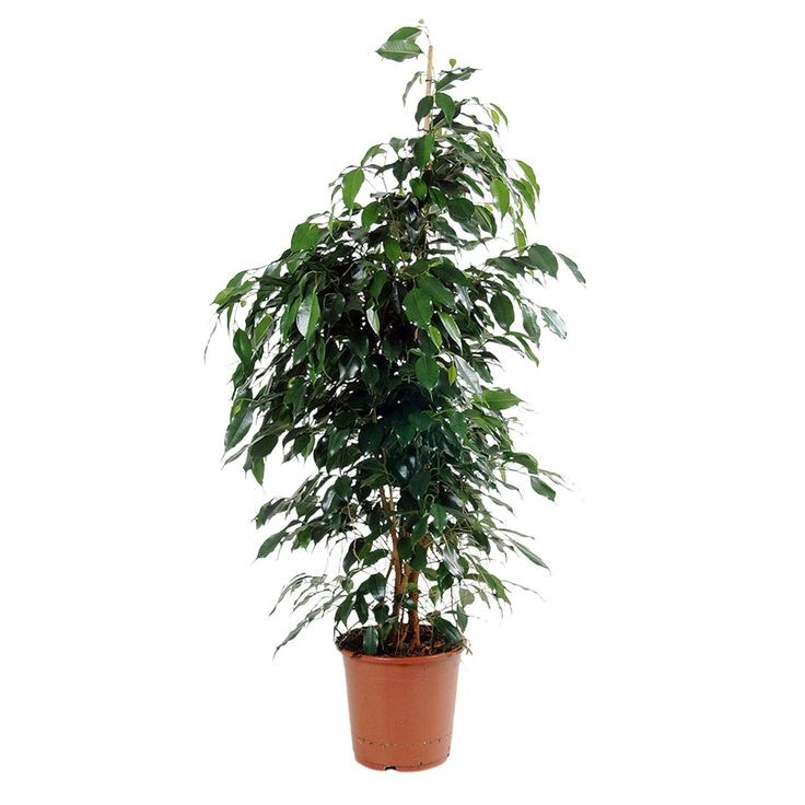 Benjamin (Ficus Benjamina) 80-100 cm Üretim Saksılı