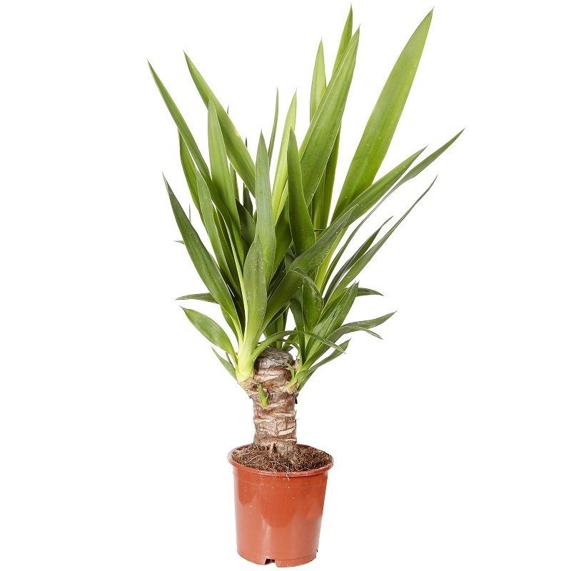 Yuka (Yucca Massengena) 40-50 cm 