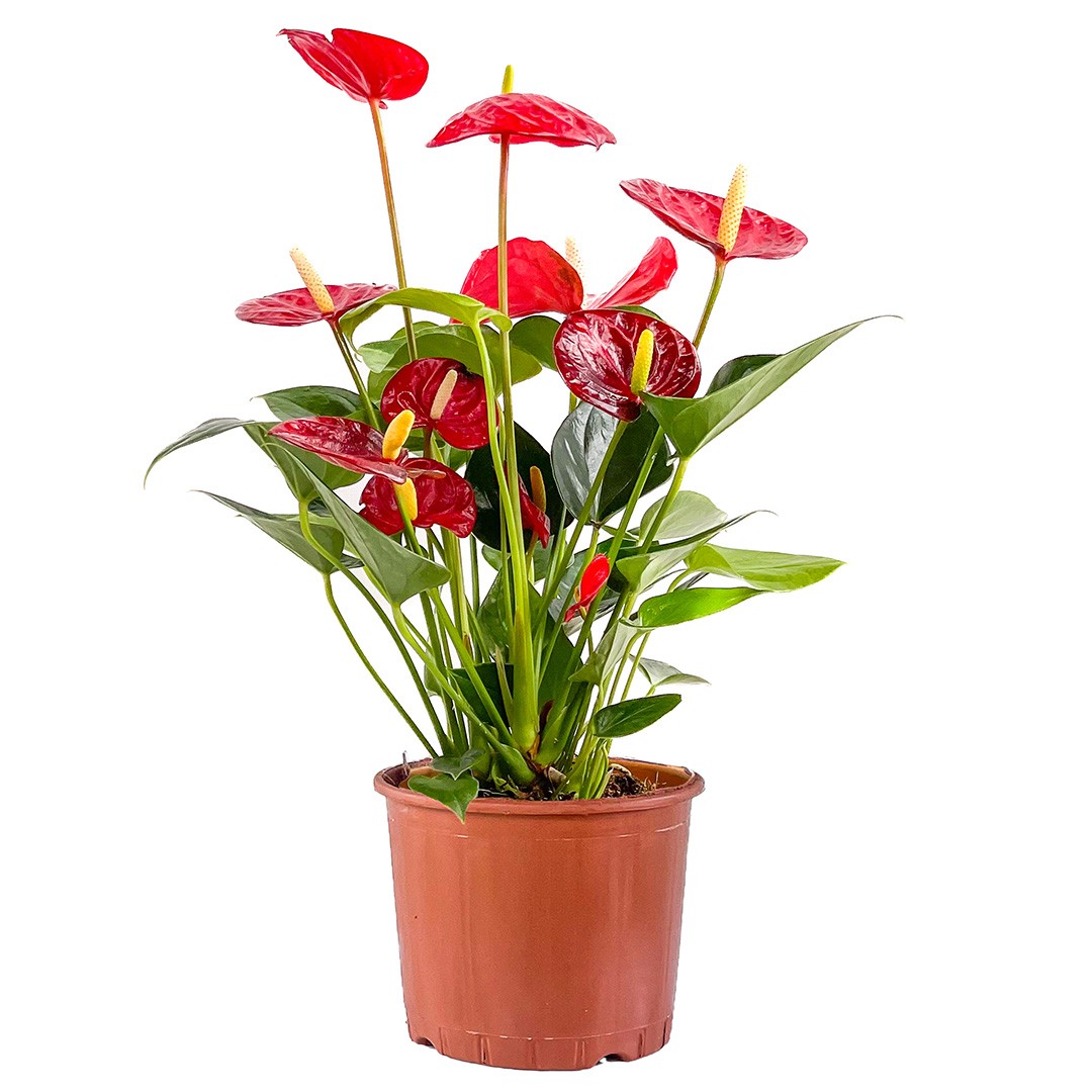 Antoryum Çiçeği (Anthurium) 60-90 cm 
