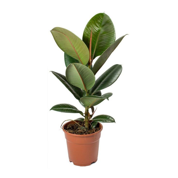 Kauçuk - (Ficus Elastica Robusta) 40-60 cm Üretim Saksılı