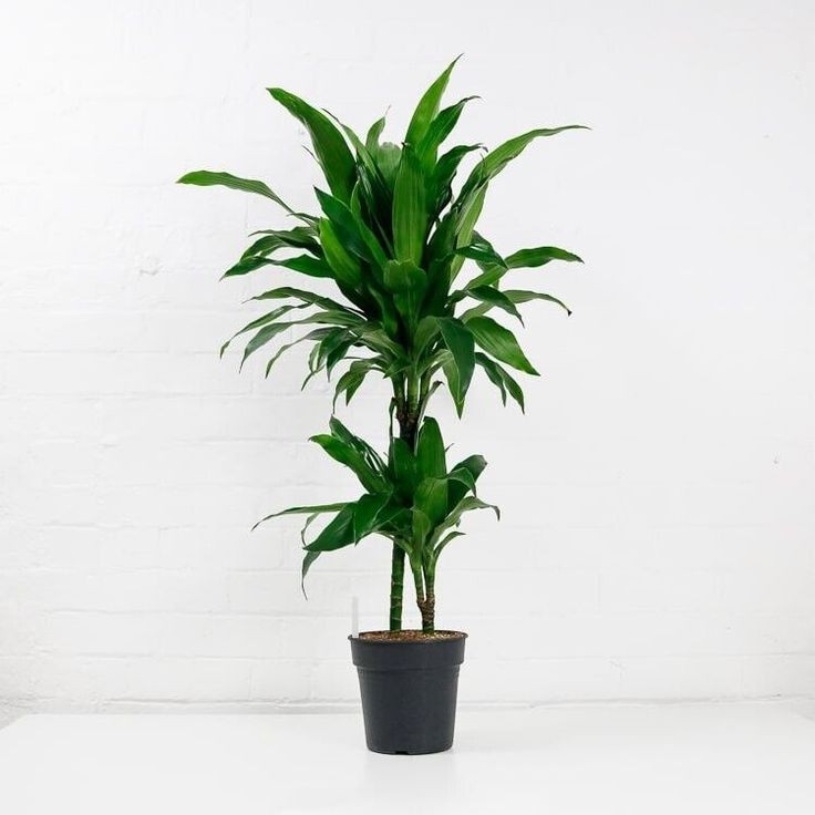 Dracaena Compacta - 2 Gövdeli 60-90 cm