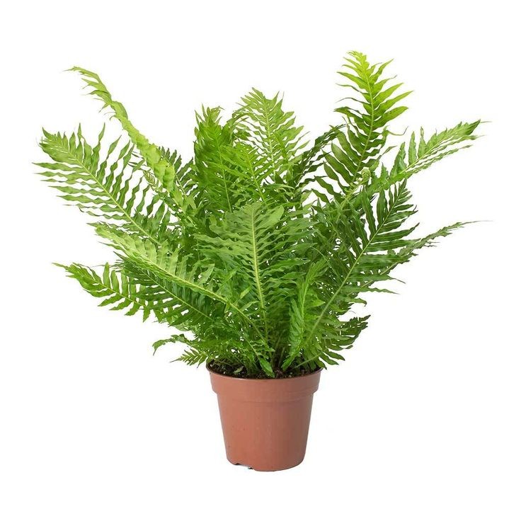 Aşk Merdiveni (Nephrolepis) Askılı Saksılı