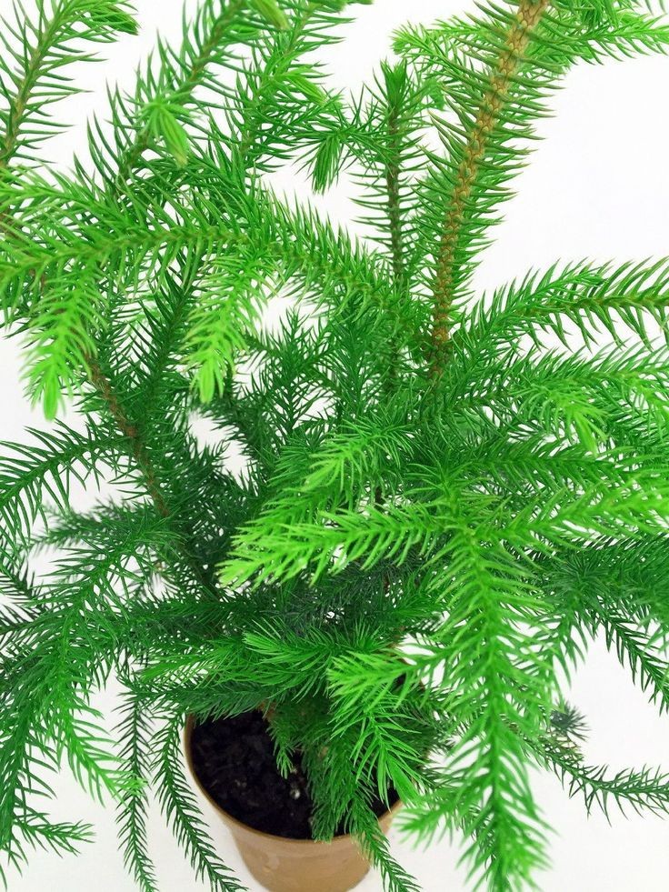 Salon Çamı (Araucaria Heterophylla) 40-60 cm Üretim Saksılı