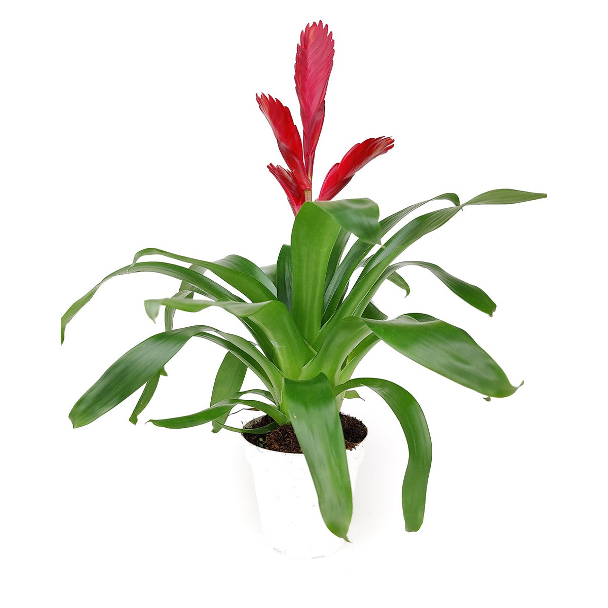 Kırmızı Alev Kılıcı Çiçeği (Viresia-Vriesea Carinata) 40-60 cm Üretim Saksılı