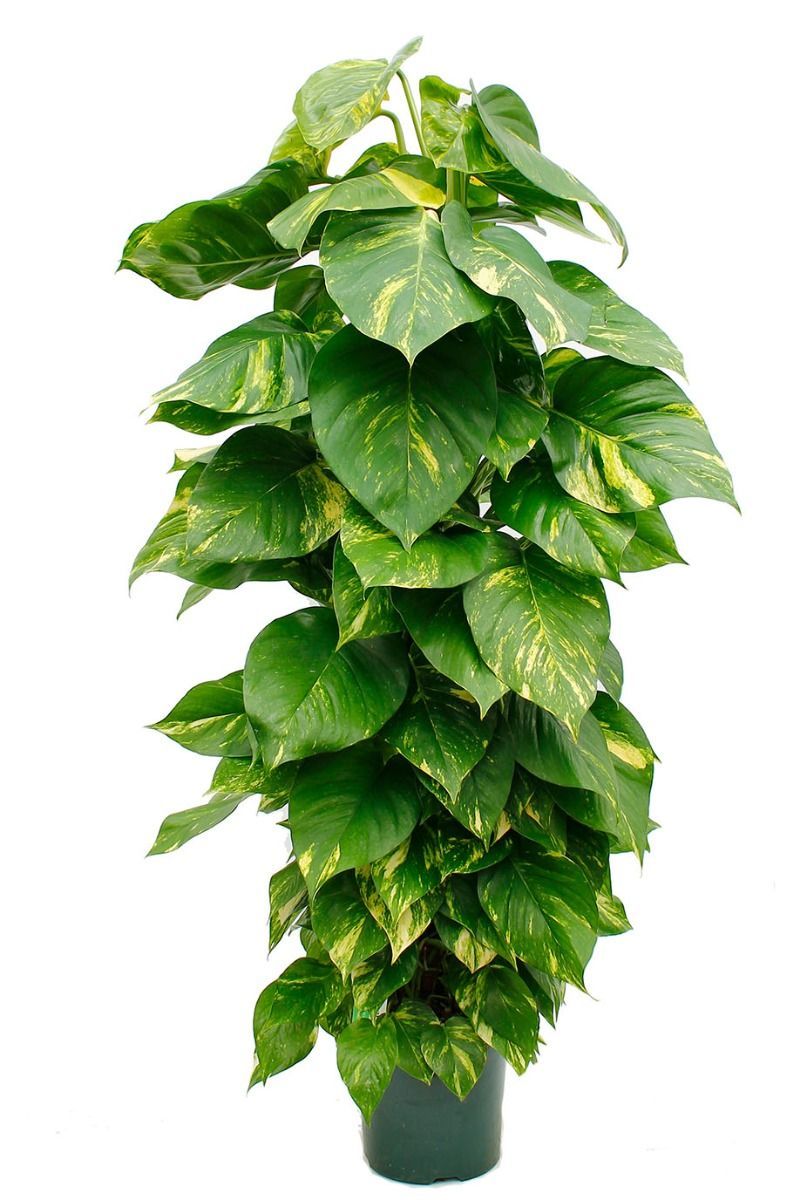 Yosun Çubuklu Patos- Epipremnum aureum 80-110 cm Üretim Saksılı