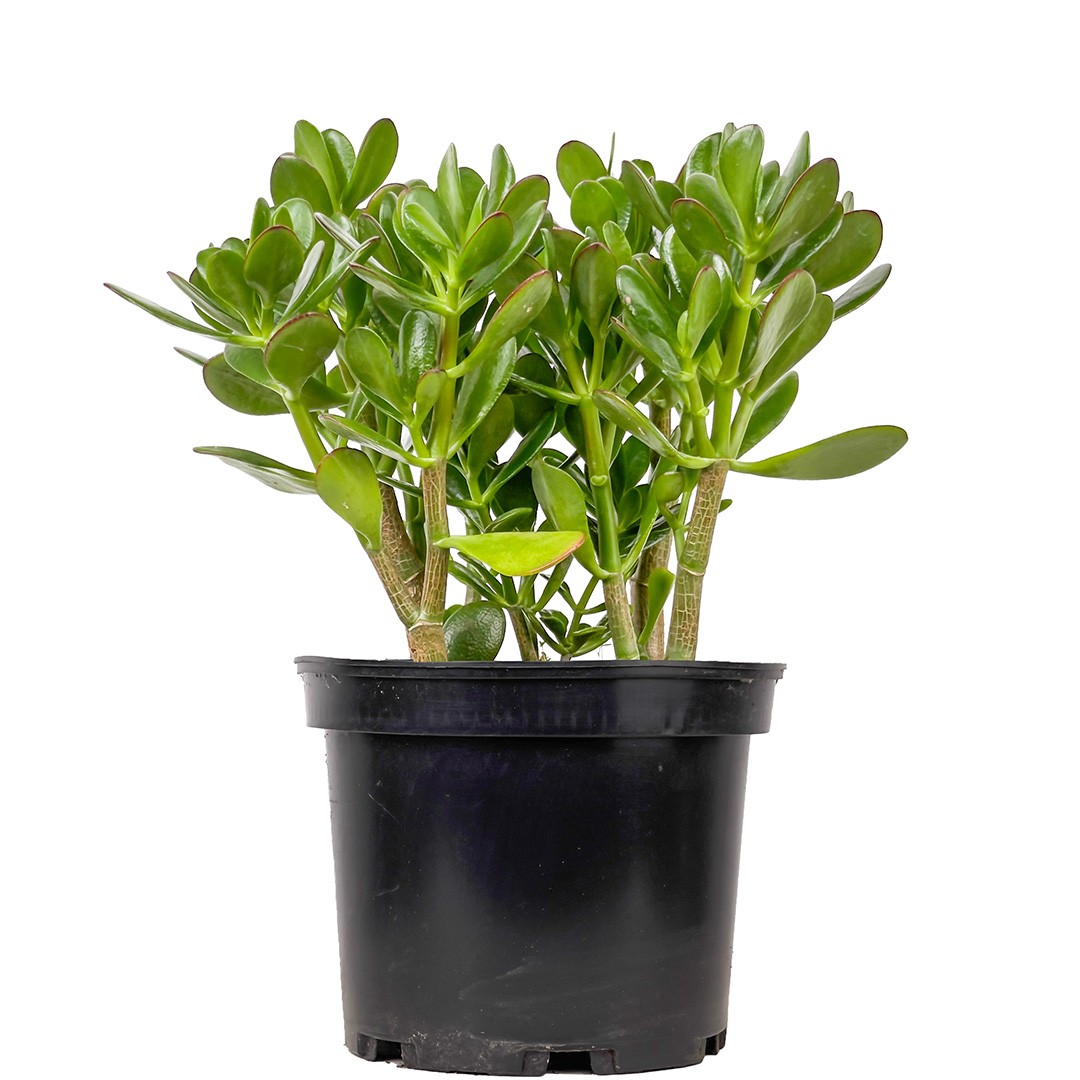 Para Çiçeği (Crassula Ovata) 40-60 cm Üretim Saksılı