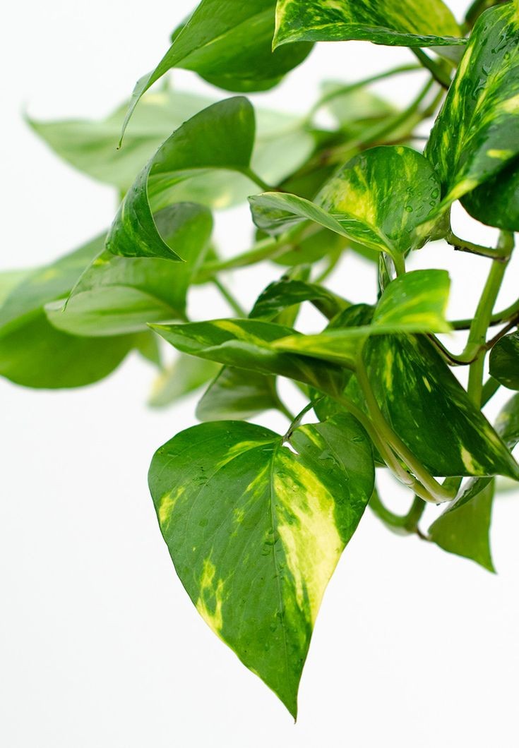 Patos Salon Sarmaşığı (Epipremnum Aureum) Askılı Saksılı