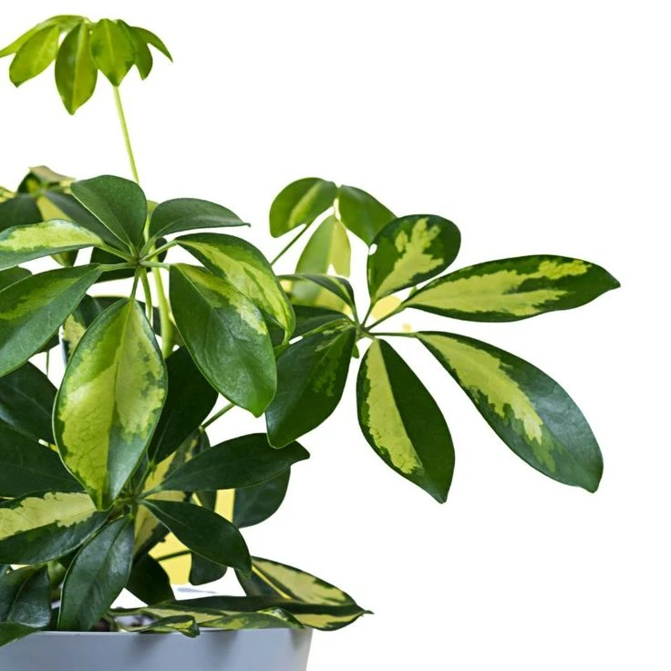 Şeflera (Schefflera) 80-110 cm Üretim Saksılı