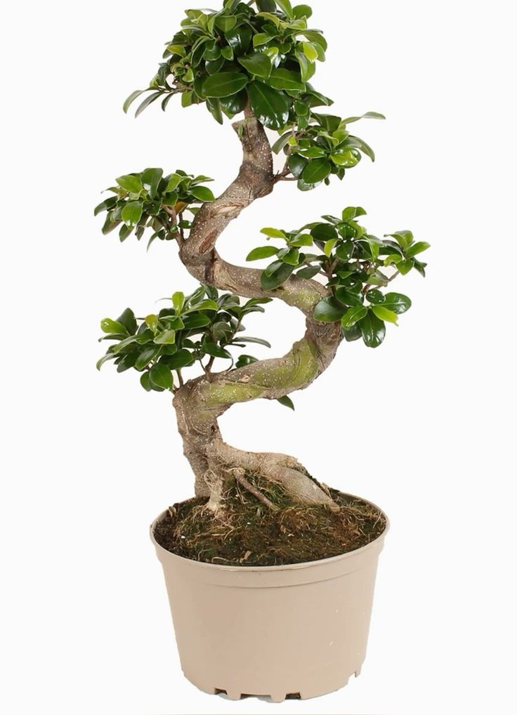 S Bonsai Large (Ficus Ginseng) 100-120 cm