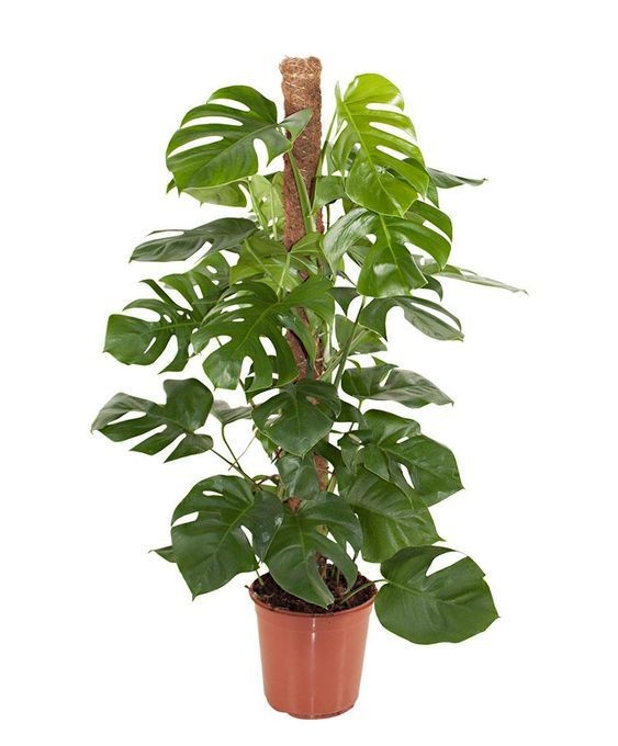 Monstera Deliciosa(Deve Tabanı) Bitkisi Yosun Çubuklu 60-90 cm Üretim Saksılı