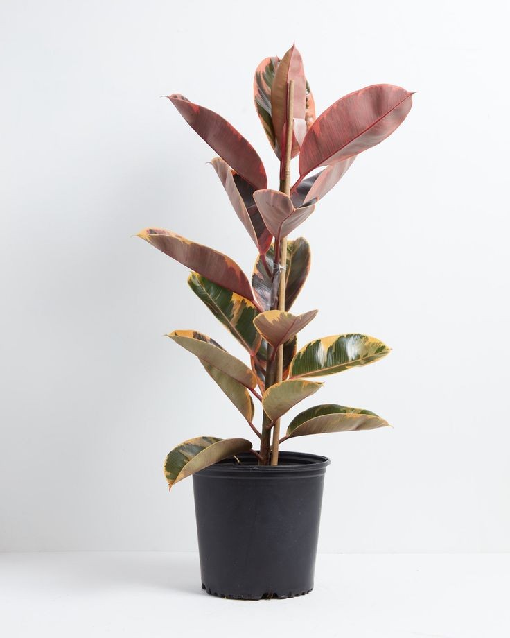 Pembe Kauçuk Bitkisi (Ficus elastica 'Belize') Tek Gövdeli 60-100 cm