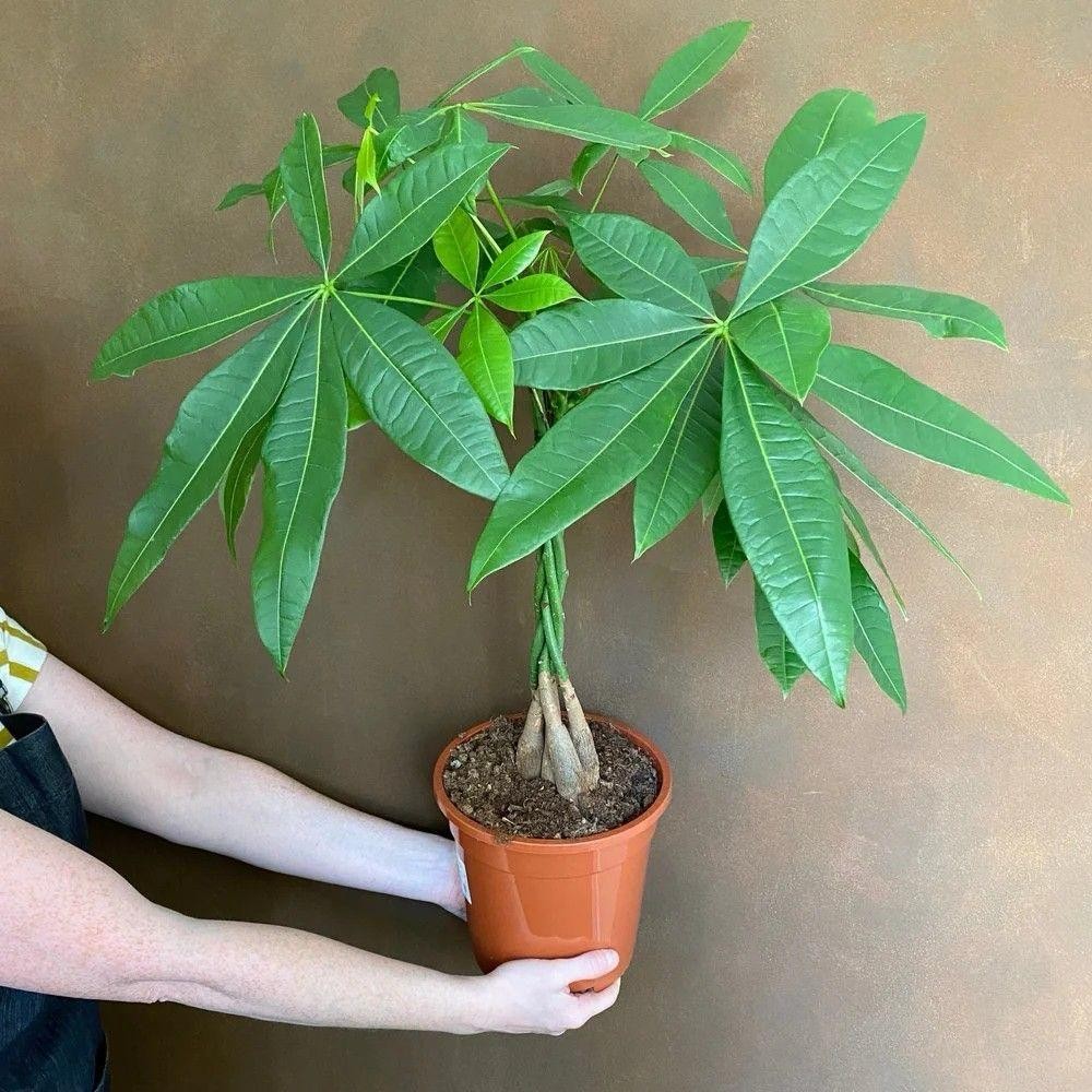 Örgülü Para Ağacı (Pachira Aquatica) 40-70 cm