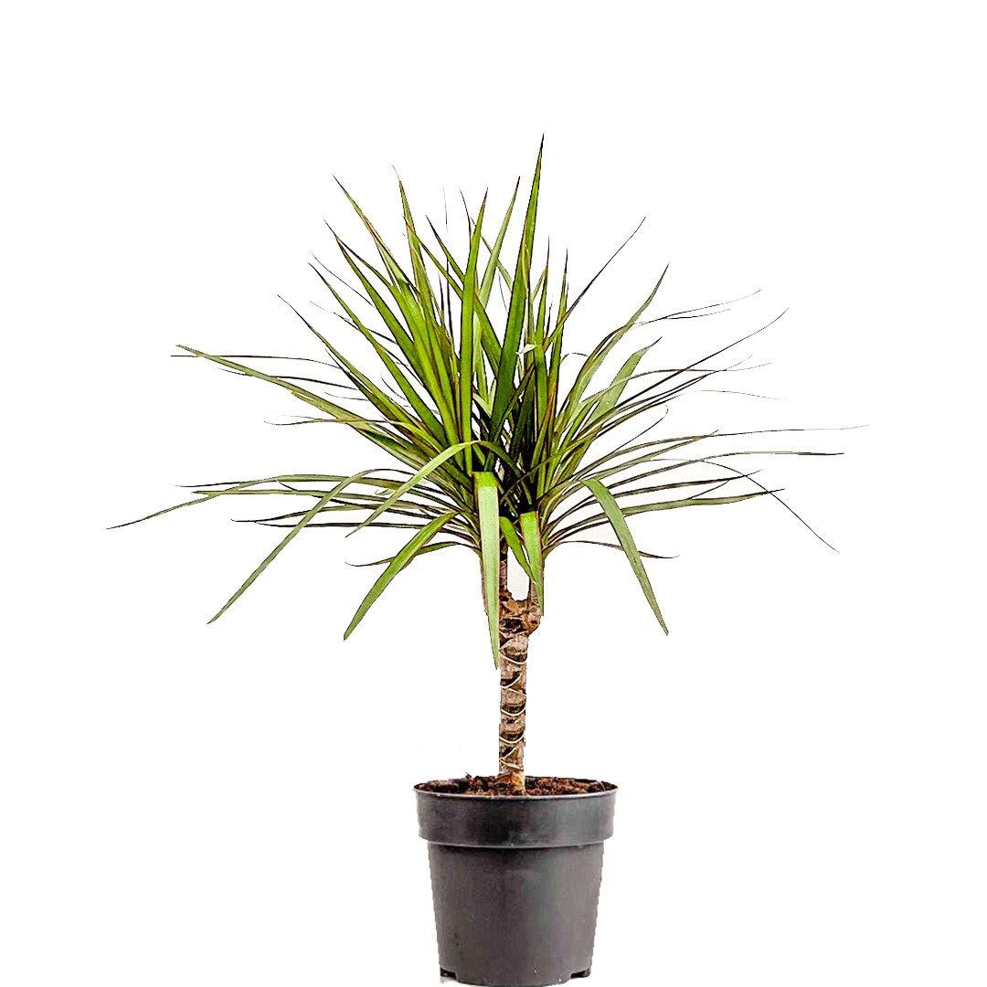 Dracaena Marginata - Tek Gövdeli 40 60 cm Üretim Saksılı