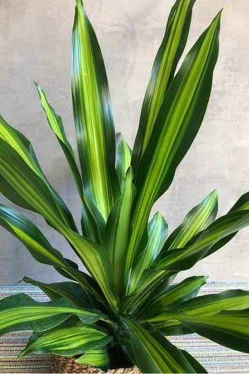 Dracaena lemon lime Tek Gövdeli 50-70 cm Üretim Saksılı