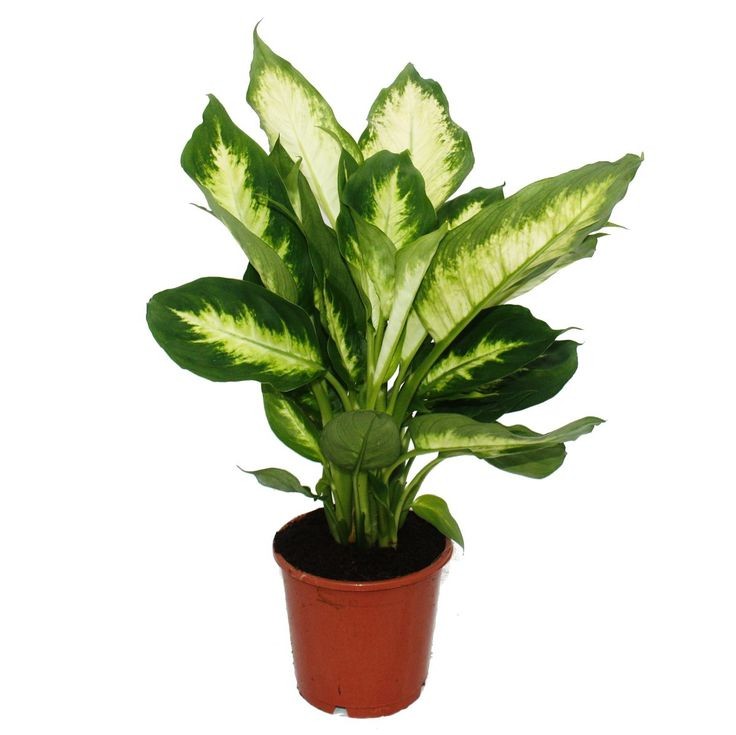 Difenbahya (Dieffenbachia Camilla) 30-40 CM Üretim Saksılı
