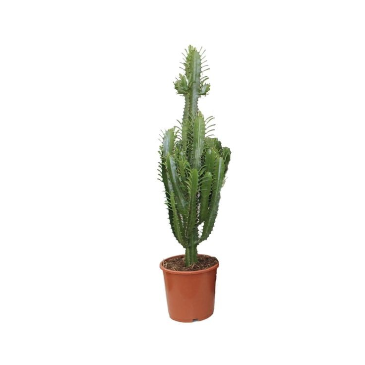 Süt Ağacı (Euphorbia trigona) 70-80 cm İthal Kaktüs