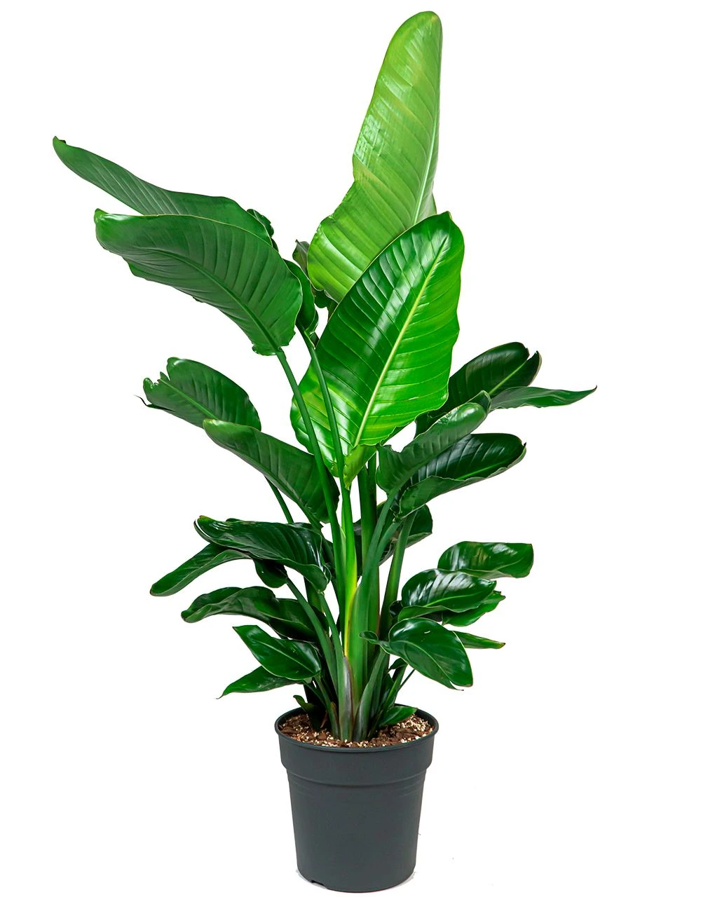 Starliçe (Strelitzia Nicolai) 3 Gövdeli 120- 140 cm Üretim Saksılı