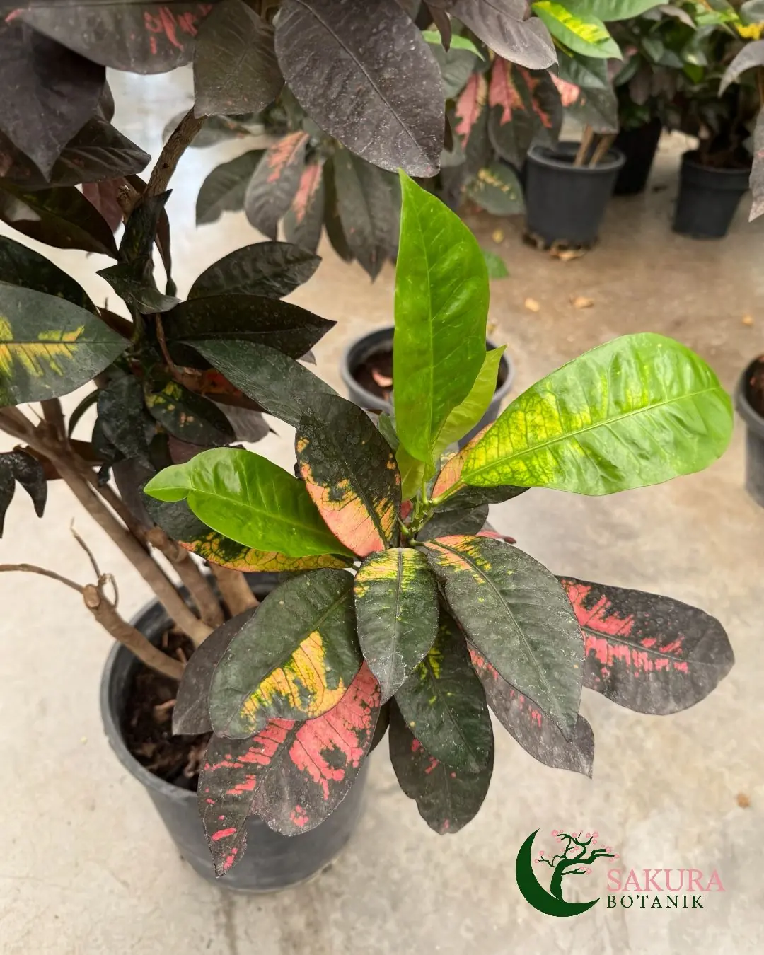 Kraton İceton XL( Croton iceton) Üretim Saksılı