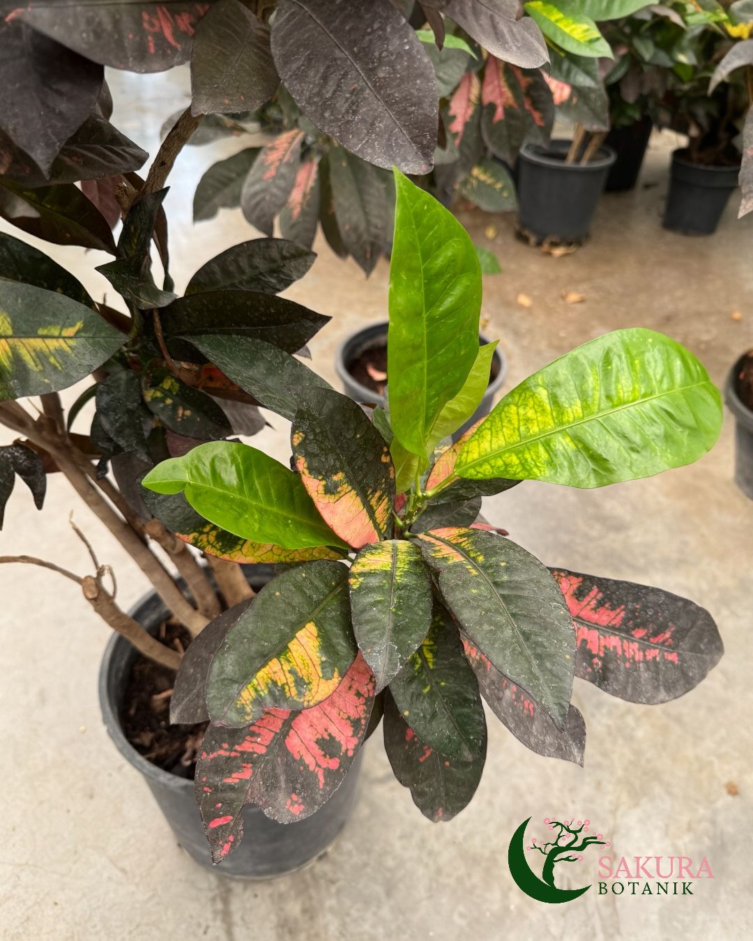 Kraton İceton XL( Croton iceton) Üretim Saksılı