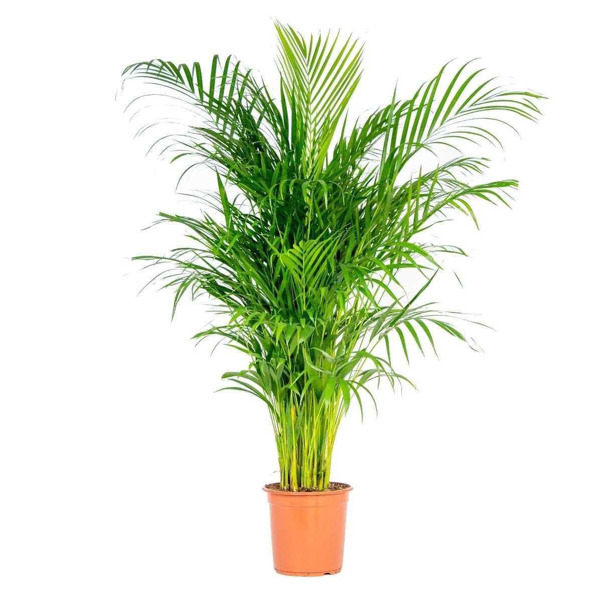Areka Palmiyesi Büyük (Dypsis Lutescens) 110-130 cm