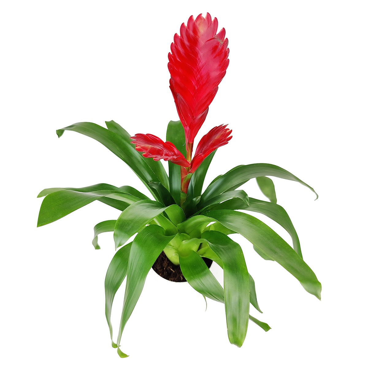 Kırmızı Alev Kılıcı Çiçeği (Viresia-Vriesea Carinata) 40-60 cm Üretim Saksılı