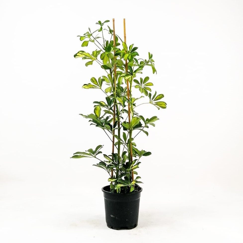 Şeflera (Schefflera) 80-110 cm Üretim Saksılı