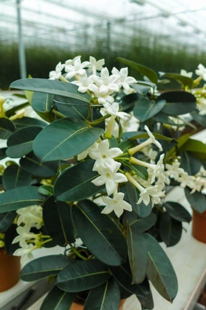 Madagaskar Yasemini (Stephanotis Floribunda) Üretim Saksılı